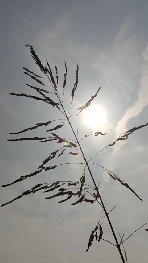 Beautiful Sugarcane Flower Stock Footage 327180573