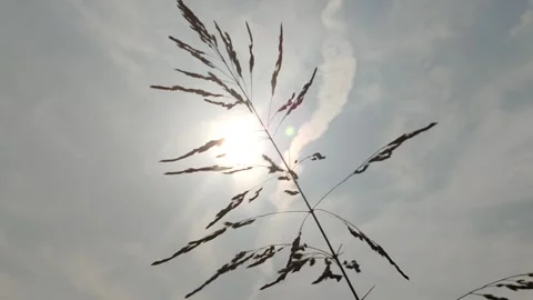 Beautiful Sugarcane Flower Stock Footage 327180574