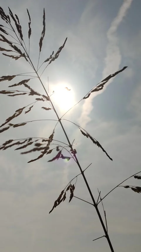 Beautiful Sugarcane Flower Stock Footage 327180589