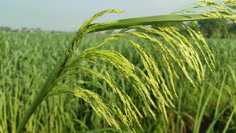 Beautiful Sugarcane Flower Stock Footage 327180599