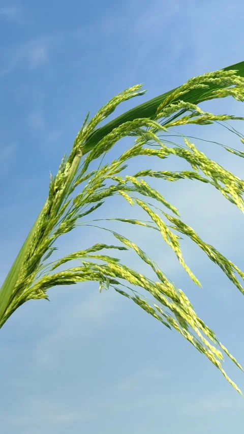 Beautiful Sugarcane Flower Stock Footage 327180602