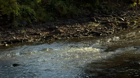 Beautiful summer day by the river, surrounded by dense green foliage and Stock-Footage 304443587