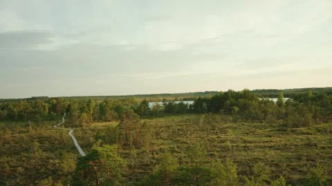Beautiful Summer Evening In Bog. Camera Panning Stock Footage 245266215