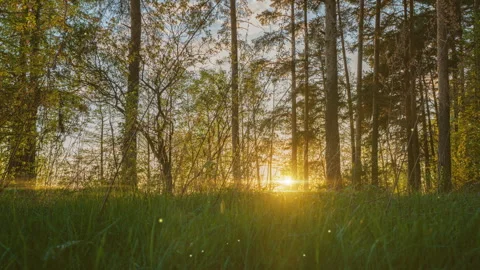 Beautiful summer evening in the forest. Sun rays break through the foliage of Stock Footage 241990853
