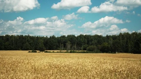 Beautiful summer field Stock Footage 80833746