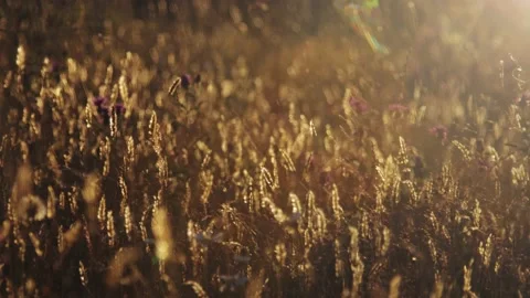Beautiful summer field at sunset Video stock 141106785