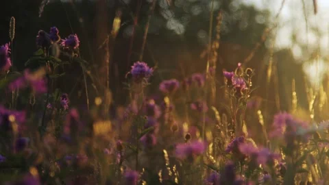 Beautiful summer field at sunset 库存影片 141107276