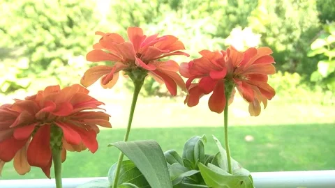 Beautiful Summer Flower Stock Footage 158430229