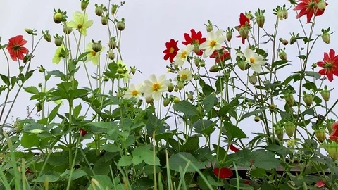 Beautiful summer flowers Stock Footage 115835446