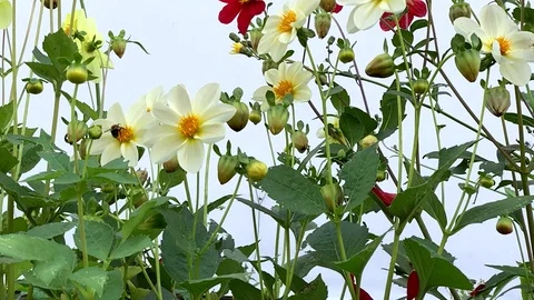Beautiful summer flowers Stock Footage 115835484