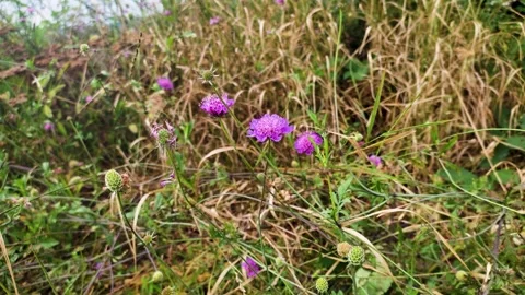 Beautiful Summer Flowers Stock-Footage 270414723
