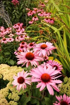 Beautiful summer flowers Stock Photos
