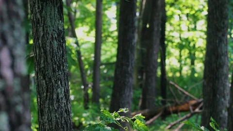 Beautiful summer forest 1 Stock Footage 78771414