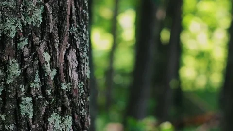 Beautiful summer forest 2 Stock Footage 78771405