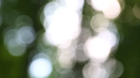 Beautiful summer forest bokeh background. Stock Footage 58668737