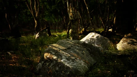 Beautiful summer forest with different trees Stock Footage 229654479