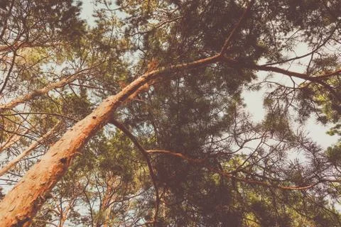 Beautiful summer forest with different trees near a river Stock Photos