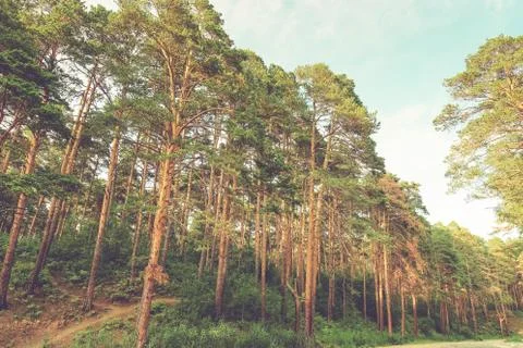 Beautiful summer forest with different trees near a river Stock Photos