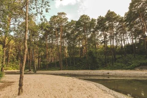 Beautiful summer forest with different trees near a river Stock Photos