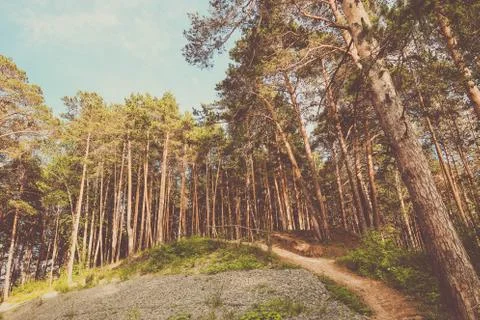 Beautiful summer forest with different trees near a river Stock Photos