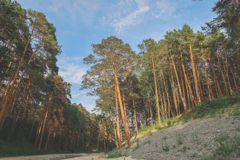 Beautiful summer forest with different trees near a river Stock Photos
