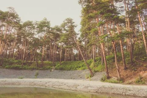 Beautiful summer forest with different trees near a river Stock Photos
