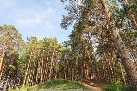 Beautiful summer forest with different trees near a river Stock Photos
