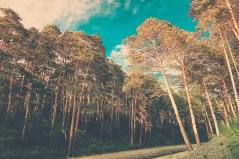 Beautiful summer forest with different trees near a river Stock Photos