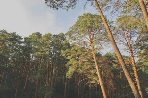 Beautiful summer forest with different trees near a river Stock-Fotos