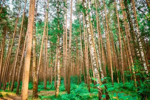 Beautiful summer forest with different trees near a river Stock Photos