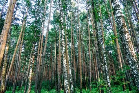 Beautiful summer forest with different trees near a river Stock Photos