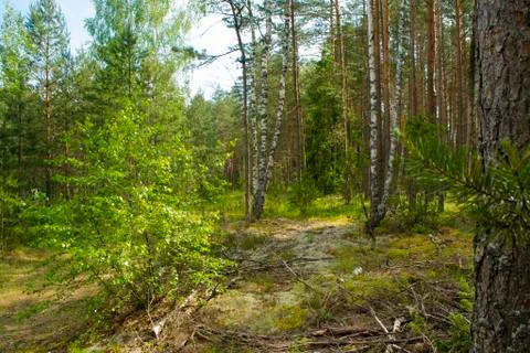 Beautiful summer forest with different trees, mixt forest in Belarus, mushroo Stock Photos