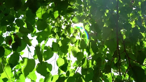Beautiful summer in the forest. Stock Footage 148327104