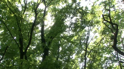 Beautiful summer forest with glaring sun 01 Stock Footage 22777538