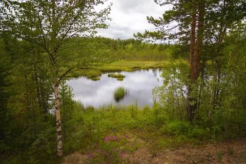 Beautiful summer forest landscape with river Fotos Stock