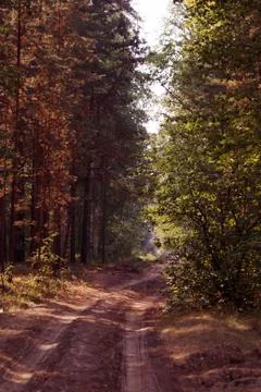 Beautiful summer forest Foto stock