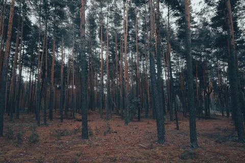Beautiful summer forest with pine trees Stock Photos