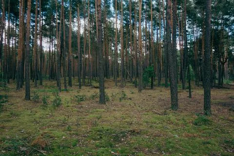 Beautiful summer forest with pine trees Stock Photos