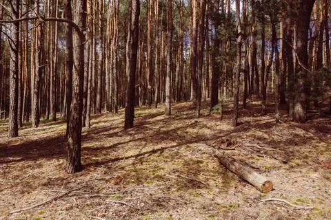 Beautiful summer forest with pine trees Stock Photos