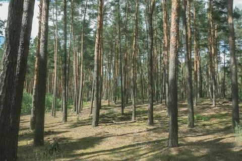 Beautiful summer forest with pine trees Stock Photos