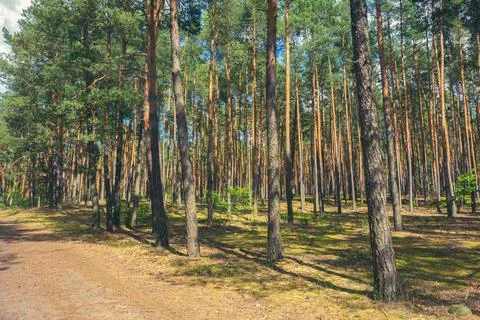 Beautiful summer forest with pine trees Stock Photos
