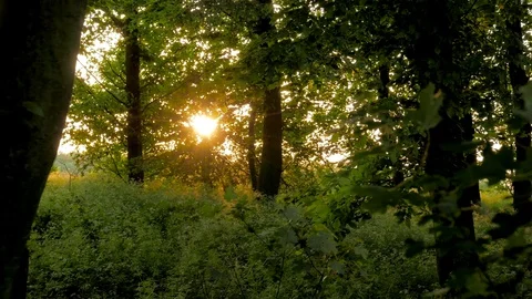 Beautiful summer forest scene. Video stock 89487409