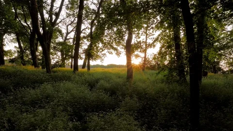 Beautiful summer forest scene. Stock Footage 89487506