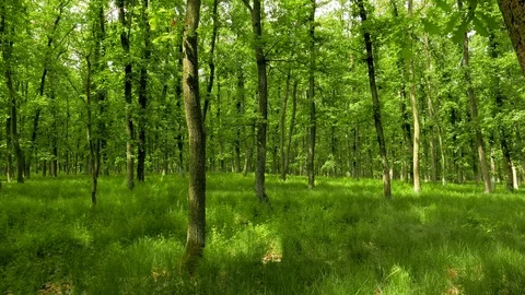 Beautiful summer forest scene. 스톡 동영상 89487584