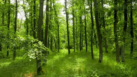 Beautiful summer forest scene. Stock Footage 89487628