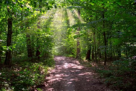 A beautiful summer forest scene with a path and sun rays Stock Photos