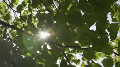 Beautiful summer in the forest. Sun rays break through the foliage of Stock Footage 152962438