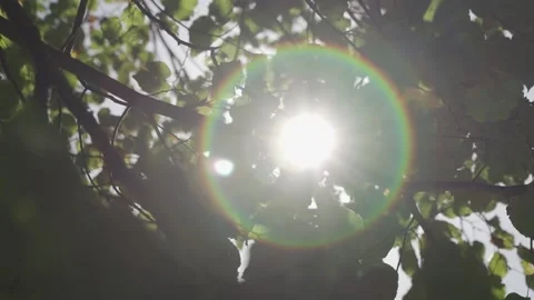 Beautiful summer in the forest. Sun rays break through the foliage of Stock Footage 154962725