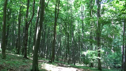 Beautiful summer forest with sun shining 스톡 동영상 134249698