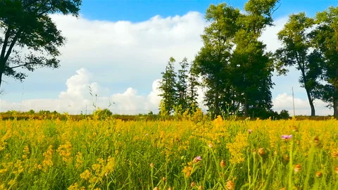 Beautiful summer landscape. Camera in motion. Slow motion Stock Footage 96623486